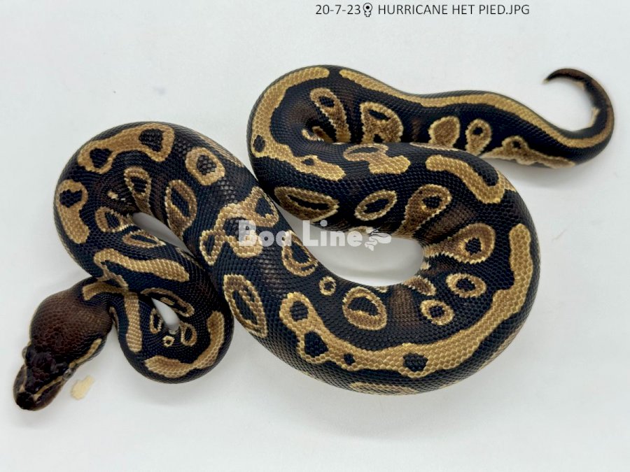 HURRICANE HET PIED